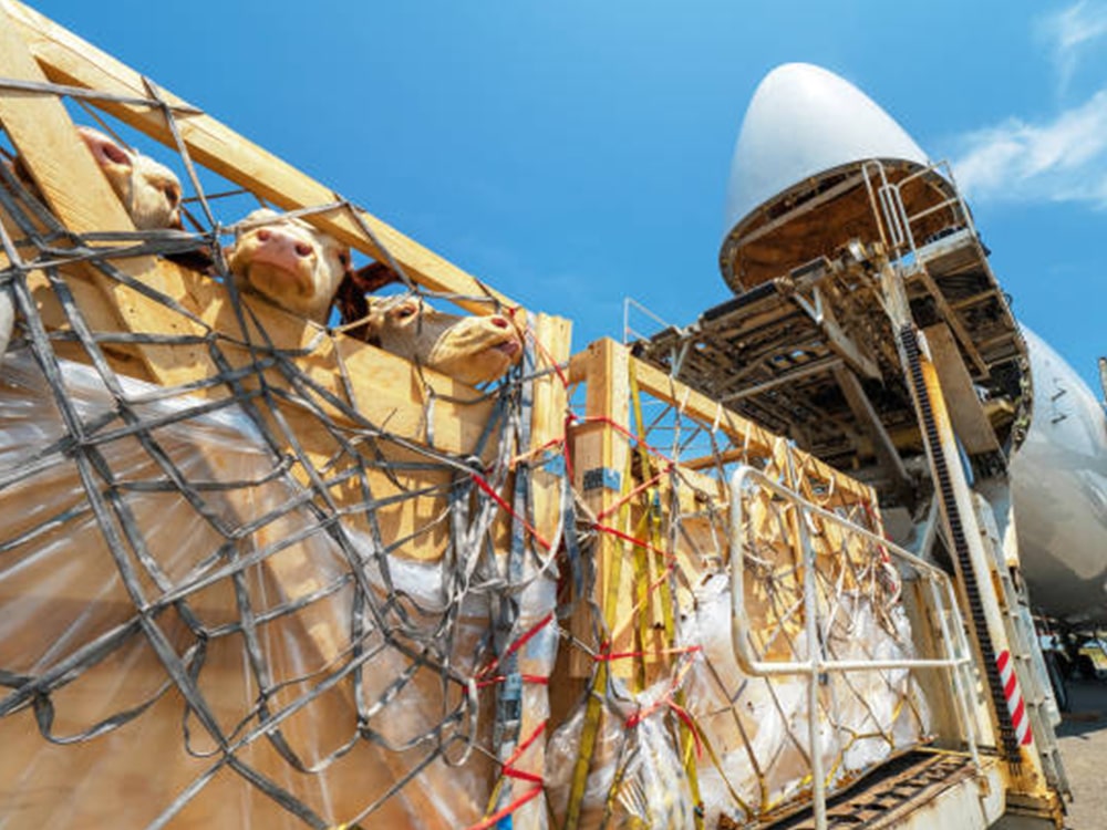 istockphoto-1279150211-612x612-1.jpg